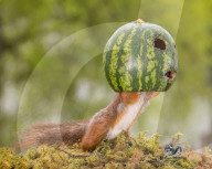 FEATURE - Das Eichhörnchen und die Wassermelone 