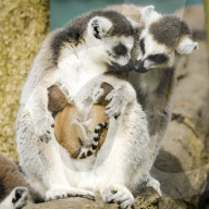 FEATURE - Selten gesehen - Zwilling Kattas in Bristol Zoo 