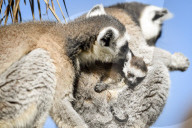 FEATURE - Selten gesehen - Zwilling Kattas in Bristol Zoo 