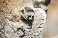 FEATURE - Selten gesehen - Zwilling Kattas in Bristol Zoo 