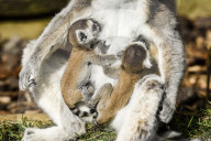 FEATURE - Selten gesehen - Zwilling Kattas in Bristol Zoo 