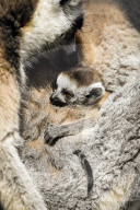 FEATURE - Selten gesehen - Zwilling Kattas in Bristol Zoo 