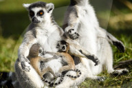 FEATURE - Selten gesehen - Zwilling Kattas in Bristol Zoo 