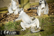 FEATURE - Selten gesehen - Zwilling Kattas in Bristol Zoo 