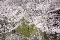 FEATURE - Kirschblüten Festival in Singapur