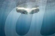 FEATURE - Tauchen mit Walen