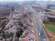 FEATURE - Ein Blumenmeer - Luftaufnahme in China