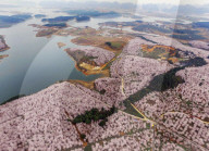 FEATURE - Ein Blumenmeer - Luftaufnahme in China