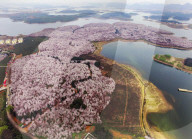 FEATURE - Ein Blumenmeer - Luftaufnahme in China