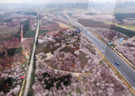 FEATURE - Ein Blumenmeer - Luftaufnahme in China