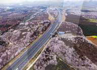 FEATURE - Ein Blumenmeer - Luftaufnahme in China