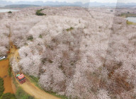 FEATURE - Ein Blumenmeer - Luftaufnahme in China