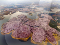 FEATURE - Ein Blumenmeer - Luftaufnahme in China