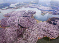 FEATURE - Ein Blumenmeer - Luftaufnahme in China