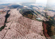 FEATURE - Ein Blumenmeer - Luftaufnahme in China