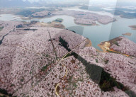 FEATURE - Ein Blumenmeer - Luftaufnahme in China
