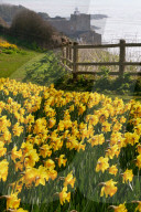 FEATURE - 1 Million Narzissen in Bloom - ein letzter Wunsch geht in Erfüllung