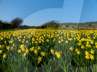 FEATURE - 1 Million Narzissen in Bloom - ein letzter Wunsch geht in Erfüllung