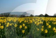 FEATURE - 1 Million Narzissen in Bloom - ein letzter Wunsch geht in Erfüllung