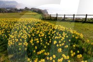 FEATURE - 1 Million Narzissen in Bloom - ein letzter Wunsch geht in Erfüllung