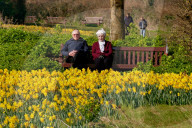 FEATURE - 1 Million Narzissen in Bloom - ein letzter Wunsch geht in Erfüllung