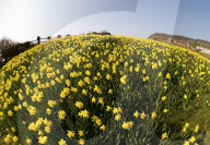 FEATURE - 1 Million Narzissen in Bloom - ein letzter Wunsch geht in Erfüllung