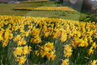 FEATURE - 1 Million Narzissen in Bloom - ein letzter Wunsch geht in Erfüllung