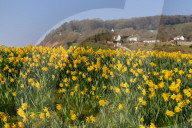 FEATURE - 1 Million Narzissen in Bloom - ein letzter Wunsch geht in Erfüllung