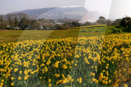 FEATURE - 1 Million Narzissen in Bloom - ein letzter Wunsch geht in Erfüllung