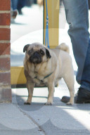 PEOPLE - Edward Norden geht mit seinem Hund gassi