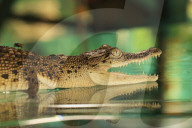 FEATURE - Bauchansichten in der Tierwelt