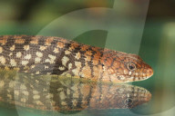 FEATURE - Bauchansichten in der Tierwelt