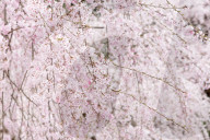 FEATURE - Cherry Blossom in Japan