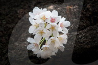 FEATURE - Cherry Blossom in Japan