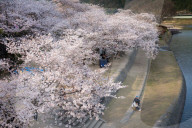 FEATURE - Cherry Blossom in Japan