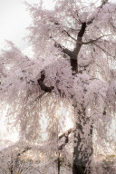 FEATURE - Cherry Blossom in Japan
