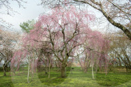 FEATURE - Cherry Blossom in Japan