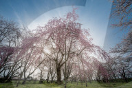 FEATURE - Cherry Blossom in Japan