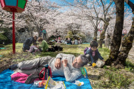 FEATURE - Cherry Blossom in Japan