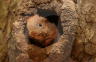 FEATURE - Jöggers! Verwaistes Eichhörnchen wird von Hand aufgezogen