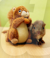 FEATURE - Jöggers! Verwaistes Eichhörnchen wird von Hand aufgezogen