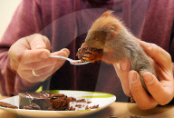 FEATURE - Jöggers! Verwaistes Eichhörnchen wird von Hand aufgezogen