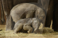FEATURE - Anjuli und Kanja bei der Elefantentaufe im Tierpark Hagenbeck in Hamburg