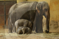 FEATURE - Anjuli und Kanja bei der Elefantentaufe im Tierpark Hagenbeck in Hamburg