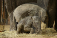 FEATURE - Anjuli und Kanja bei der Elefantentaufe im Tierpark Hagenbeck in Hamburg
