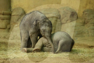 FEATURE - Anjuli und Kanja bei der Elefantentaufe im Tierpark Hagenbeck in Hamburg