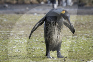 FEATURE - "Dreckspatz" Pinguin