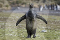 FEATURE - "Dreckspatz" Pinguin