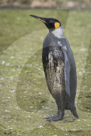 FEATURE - "Dreckspatz" Pinguin