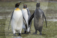 FEATURE - "Dreckspatz" Pinguin